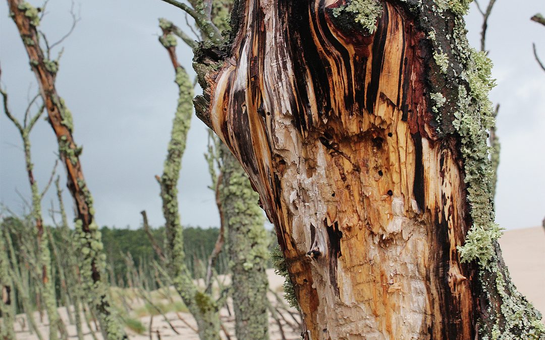 5 Signs a Tree Needs to Be Removed