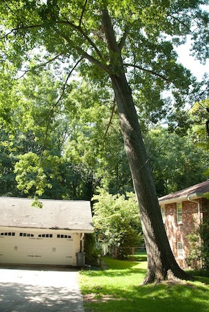 Leaning and damaged tree close to a home