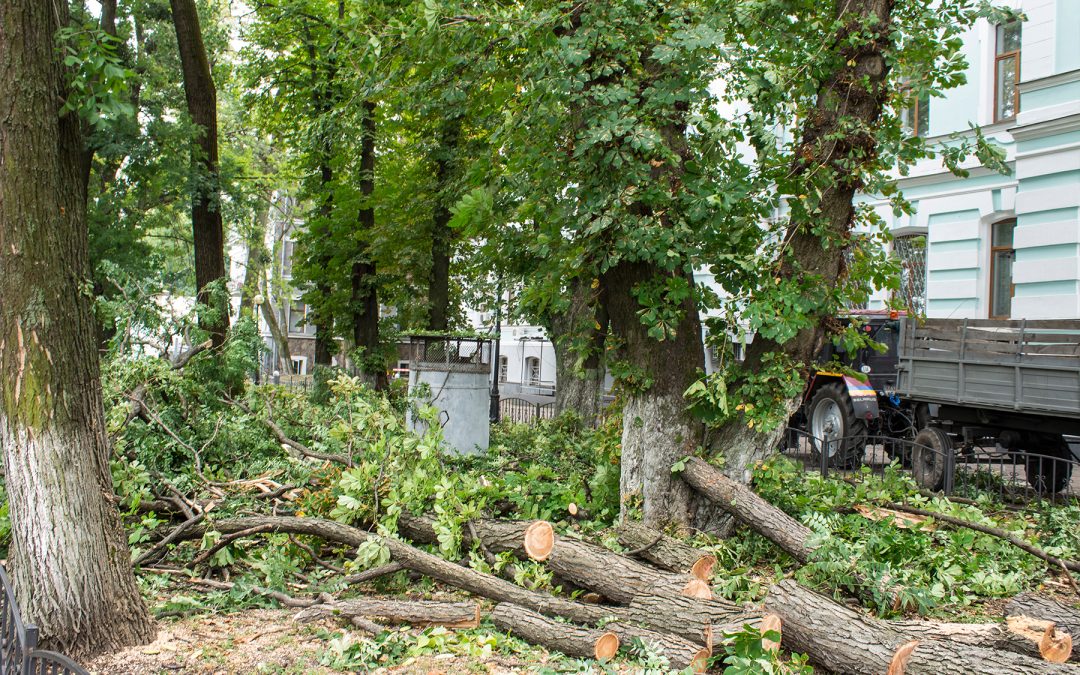 How Professional Storm Cleanup Works