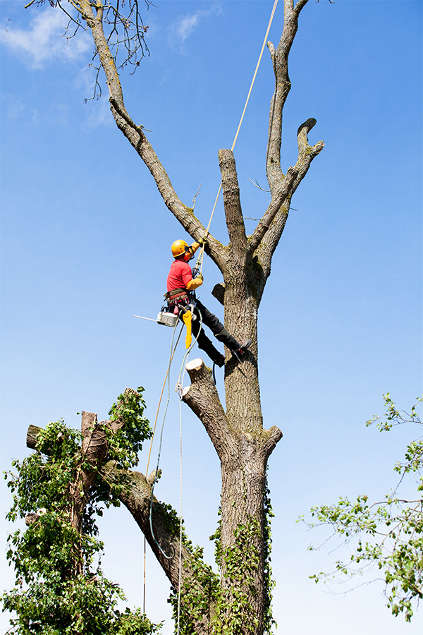 Professional arborist trimming a tree